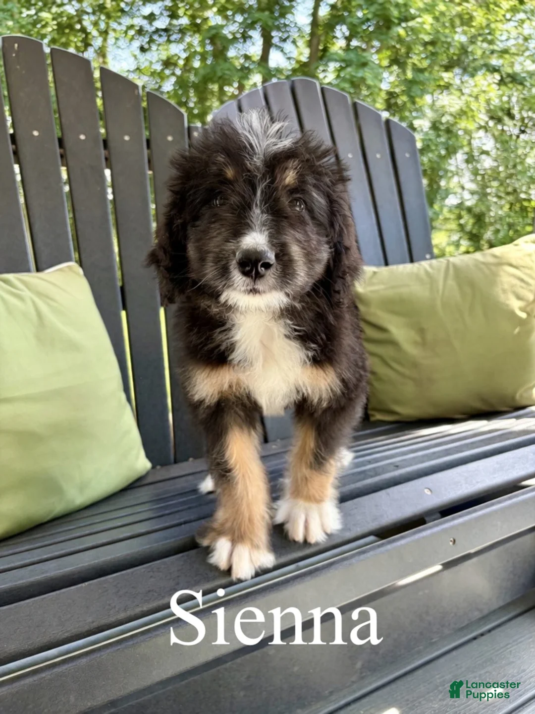 Bernedoodle dogs for sale: Sienna- Standard F1 - Ad 1