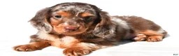Dachshund dogs for sale: Toby - Ad 3