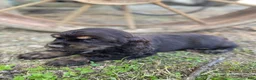 Cocker Spaniel dogs for sale: Merika - Ad 8
