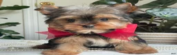 Yorkshire Terrier dogs for sale: Fido - Ad 19