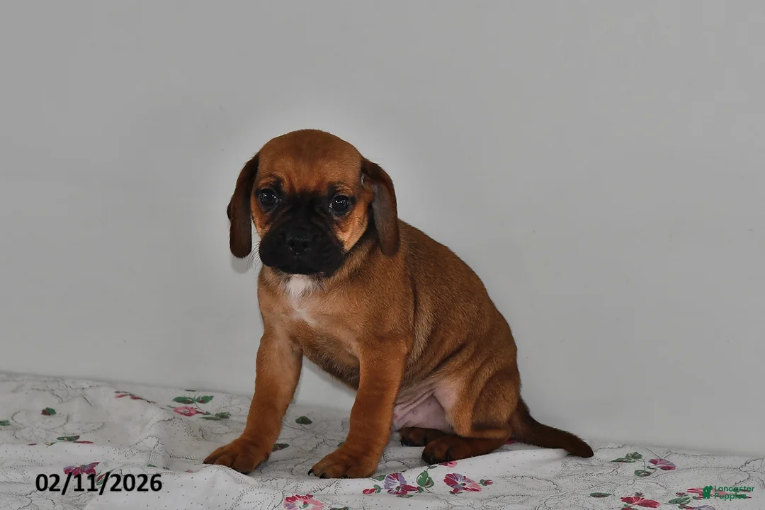 Puggle dogs for sale: Chip - Ad 3