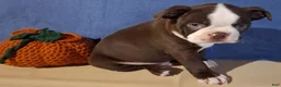 Boston Terrier dogs for sale: Ira - Ad 4