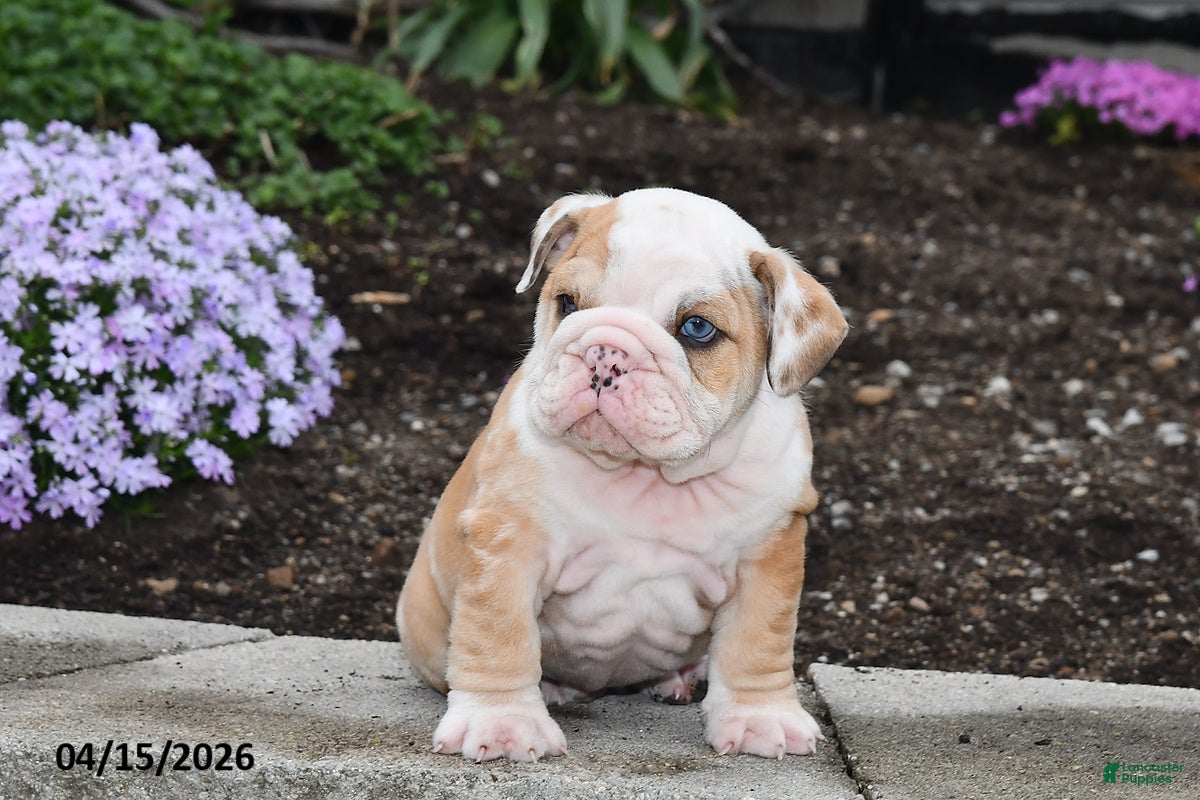 English Bulldog dogs Dash - Ad 2