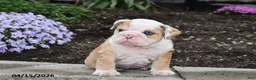 English Bulldog dogs for sale: Dash - Ad 2