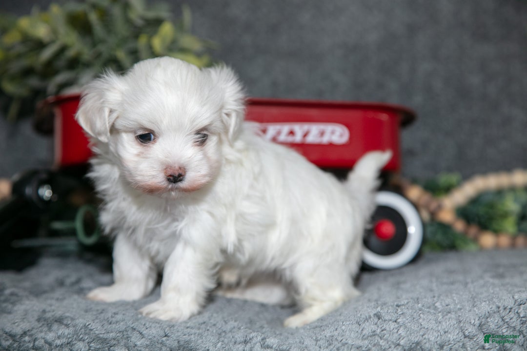 Maltese dogs for sale: Snowball - Ad 2