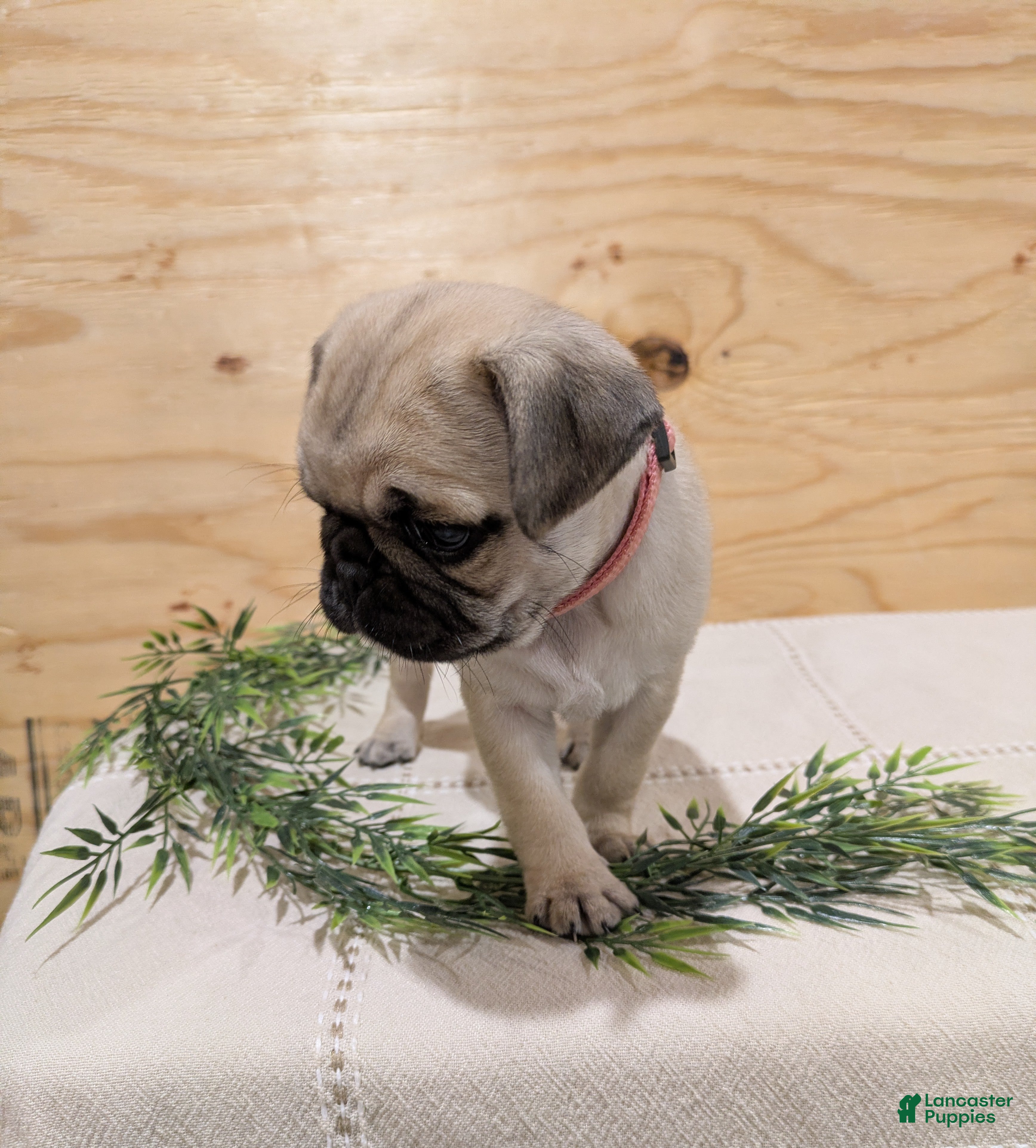 Pug dogs Luna - Ad 2