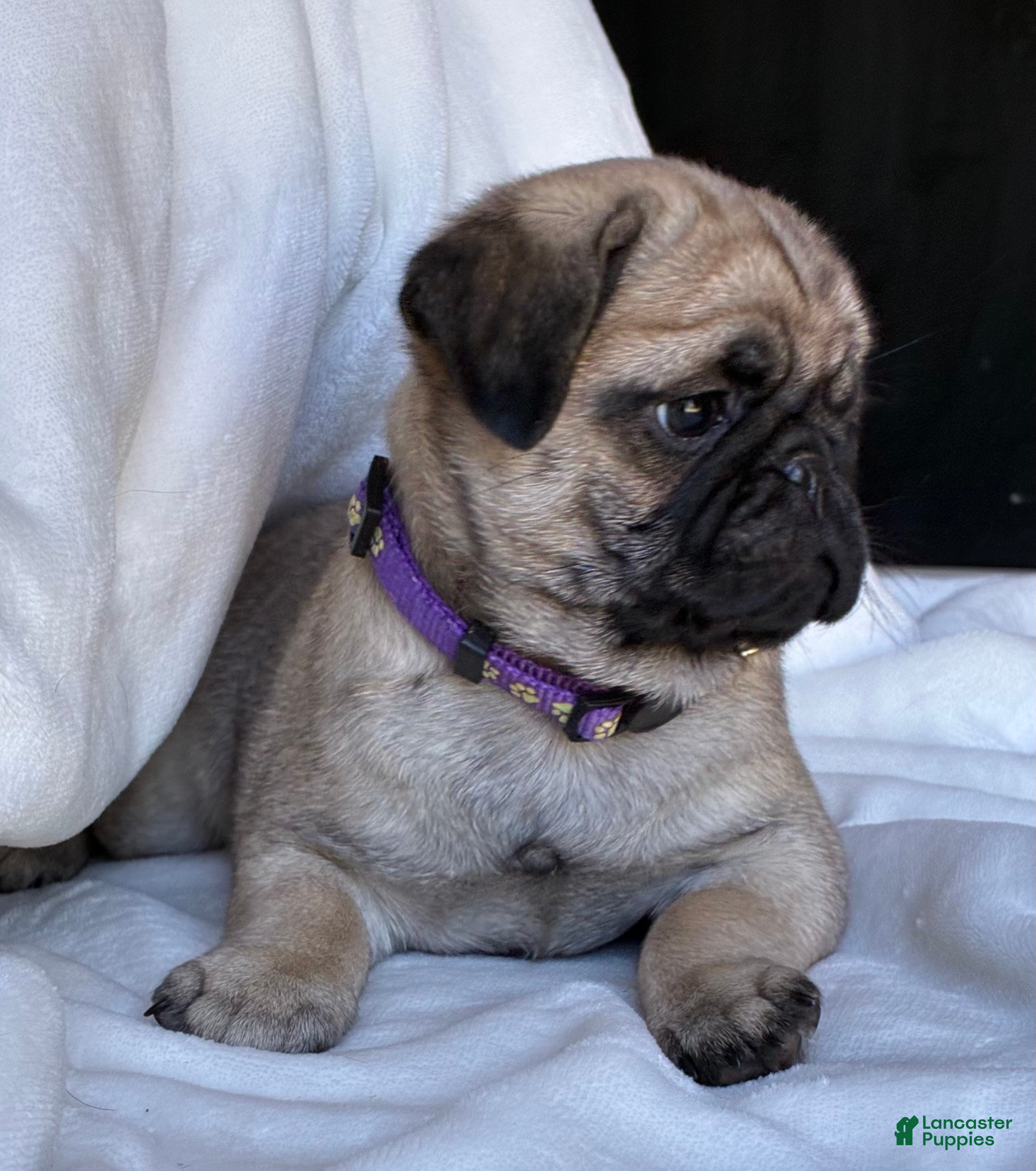 Pug dogs Remmy - Ad 2