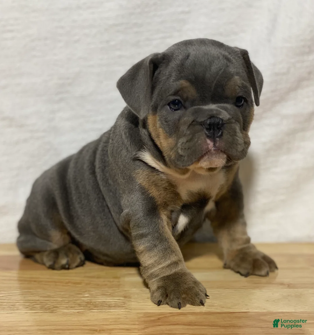 English Bulldog dogs for sale: Dolly - Ad 1