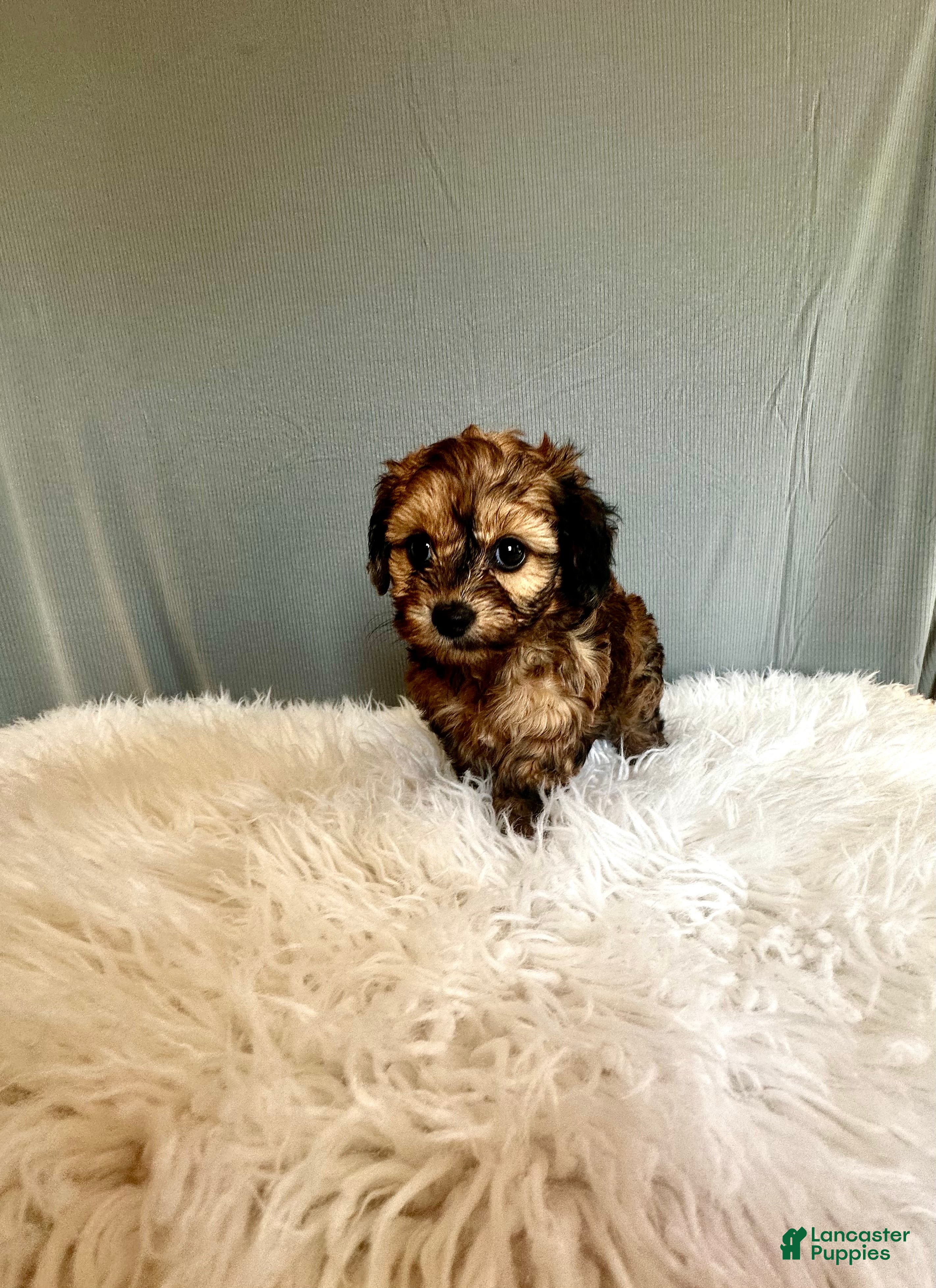 Doxiepoo dogs Tracy - Ad 1