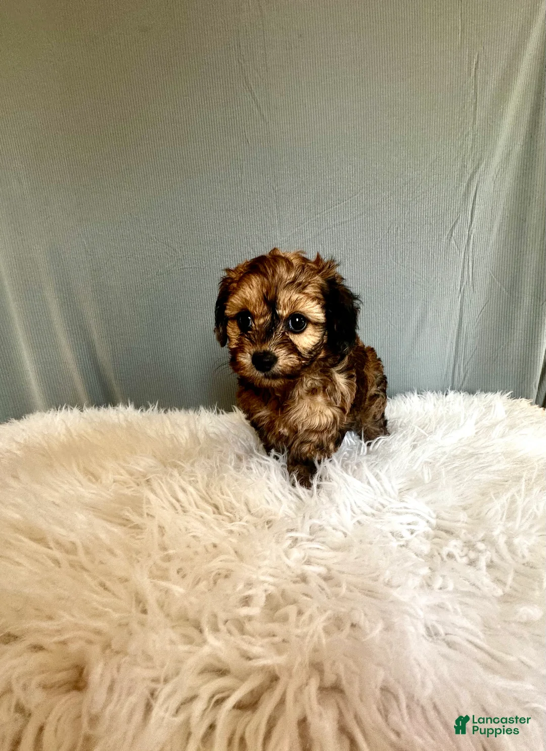 Doxiepoo dogs for sale: Tracy - Ad 1