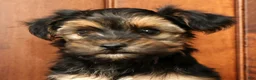 Yorkiepoo dogs for sale: Bingo - Ad 9