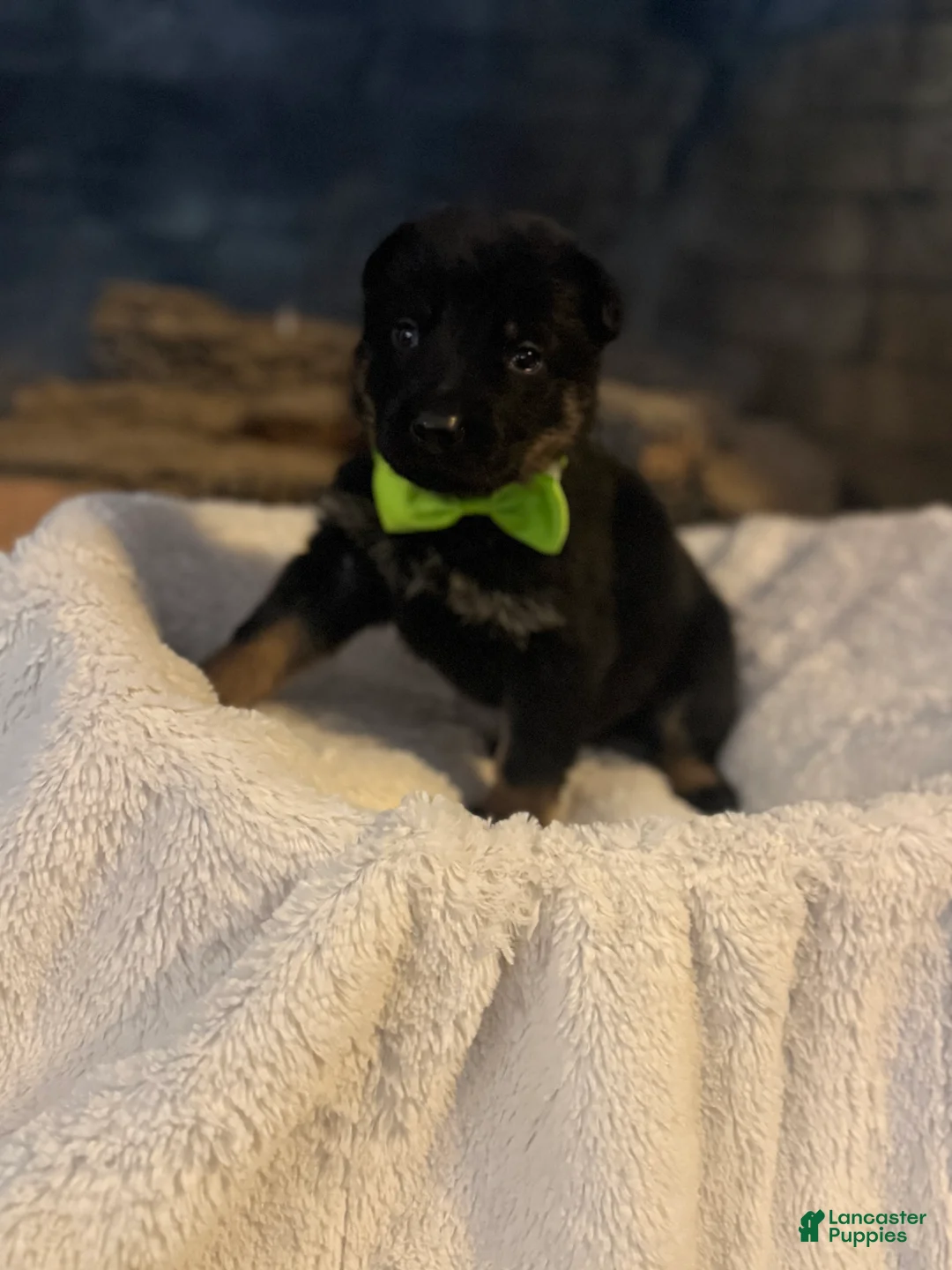 German Shepherd dogs for sale: Bronco - Ad 2