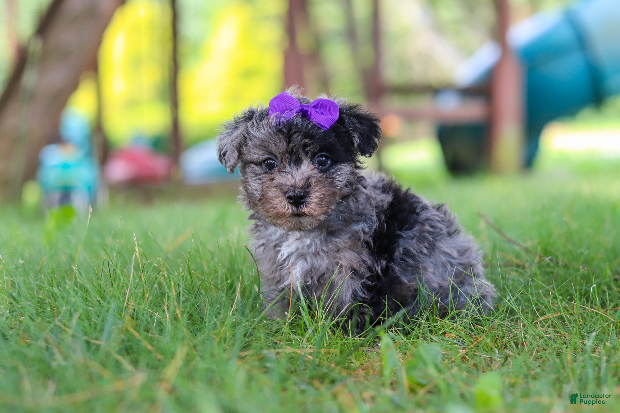 Yorkiepoo dogs Stella - Ad 2