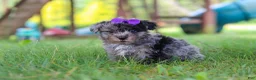 Yorkiepoo dogs for sale: Stella - Ad 2