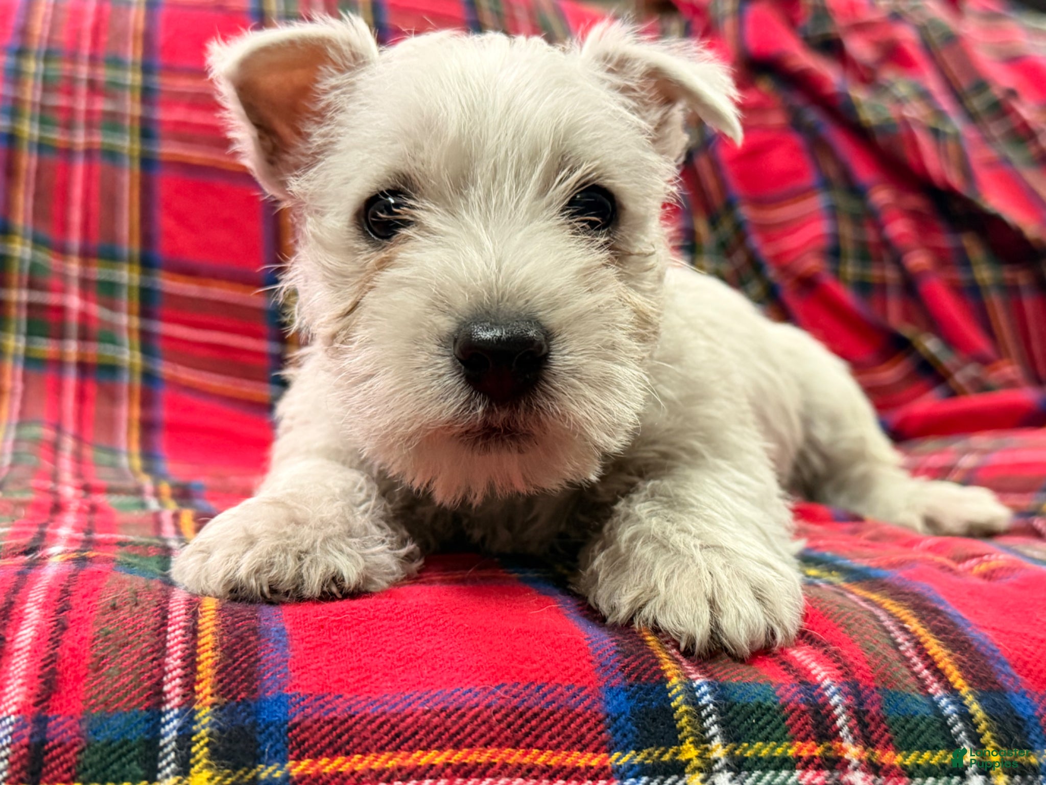West Highland Terrier dogs for sale: Tucker - Ad 2