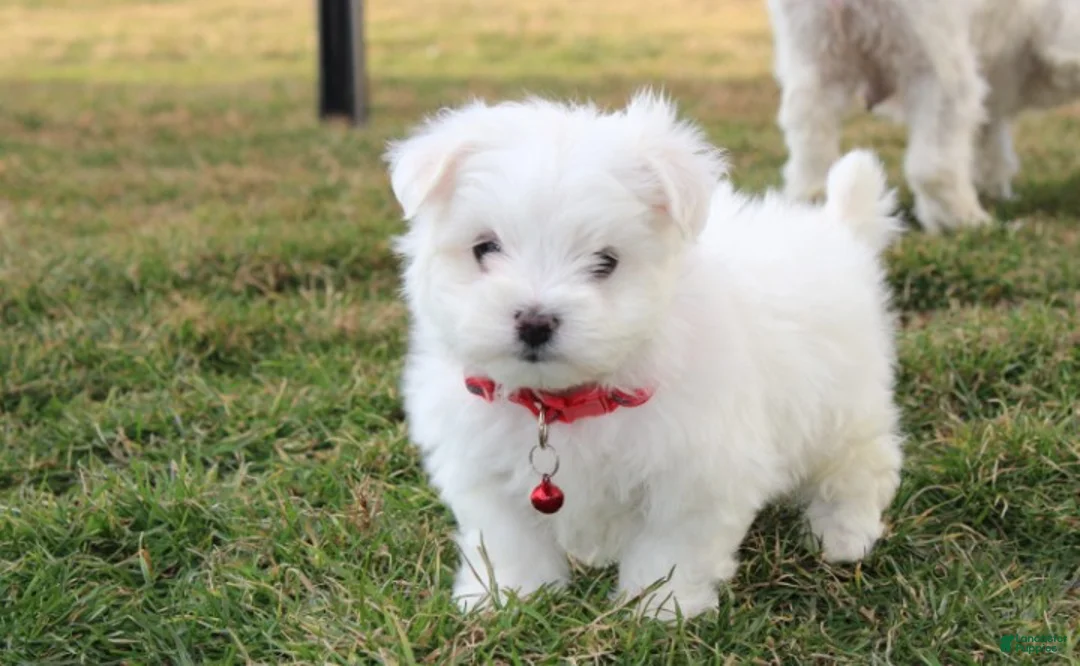 Maltese dogs for sale: Button  - Ad 2