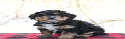 Mini Bernedoodle dogs for sale: Sparky - Ad 1