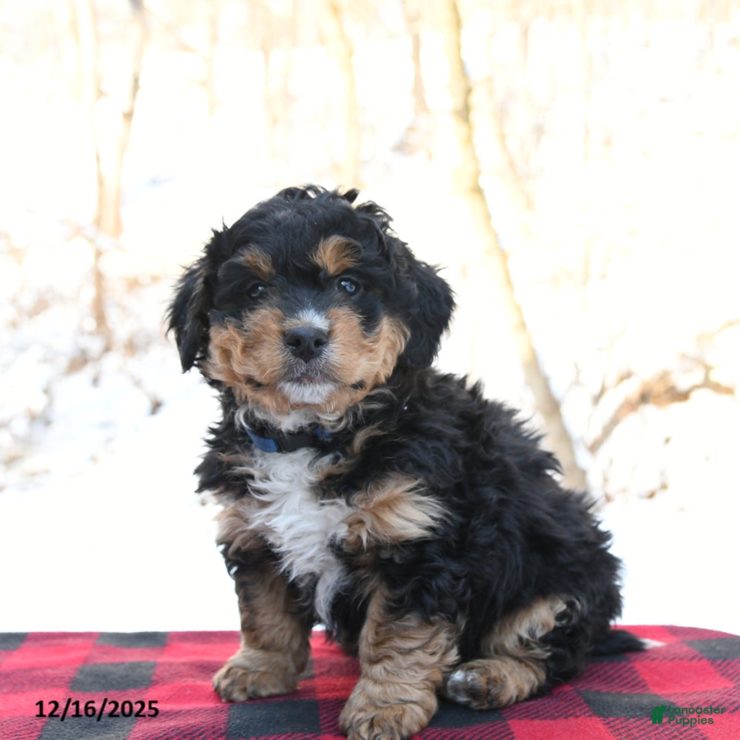 Mini Bernedoodle dogs for sale: Sparky - Ad 1