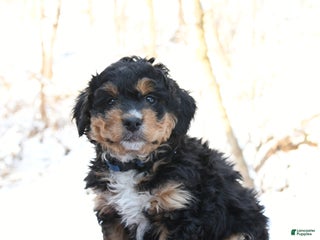 Mini Bernedoodle dogs Sparky - Ad 13
