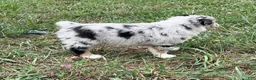 Australian Shepherd dogs for sale: Wade - Ad 8