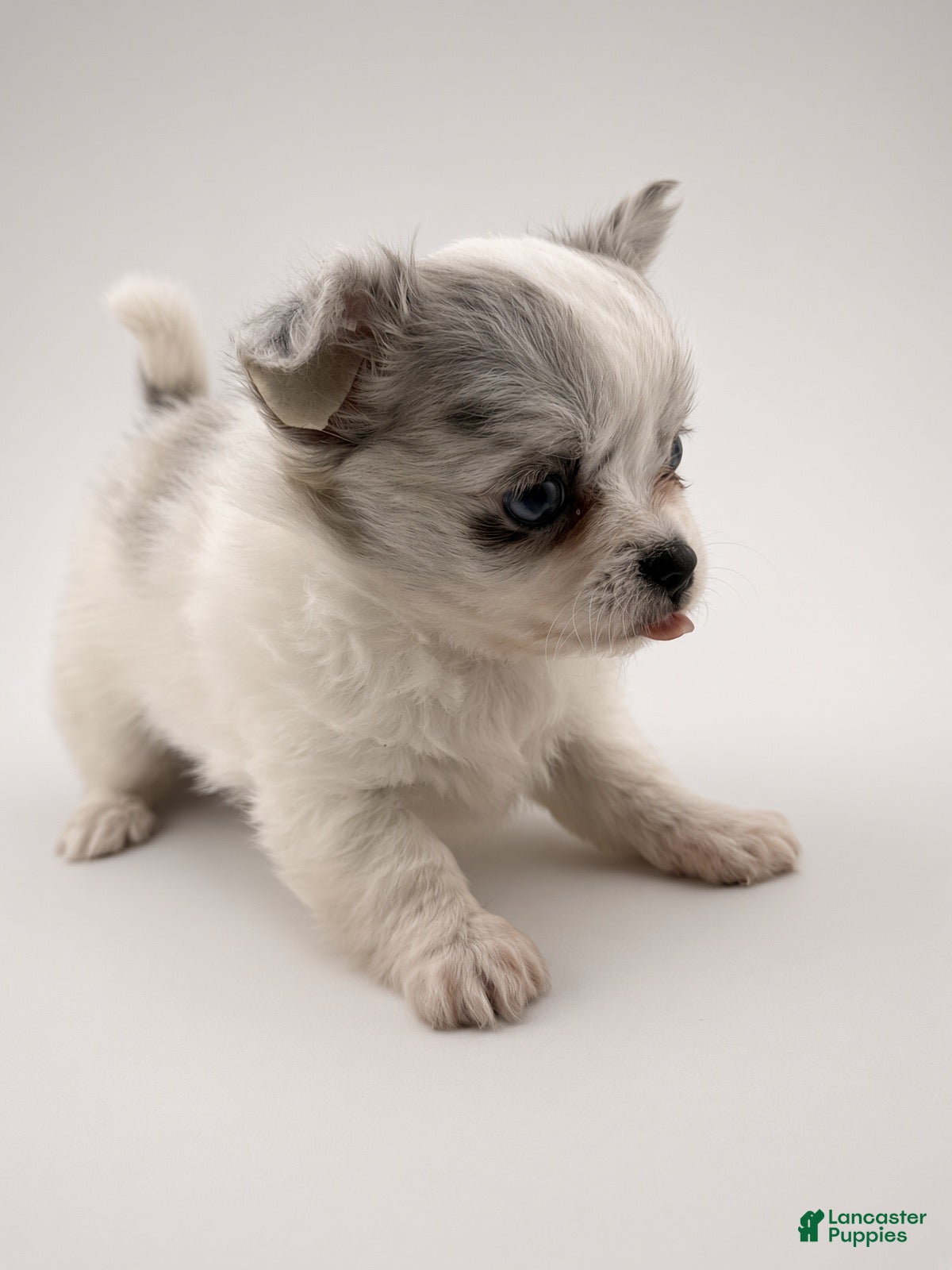 Chihuahua dogs Chihuahua 4 - Ad 1