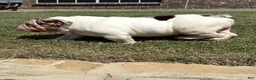 English Bulldog dogs for sale: Waffles - Ad 8