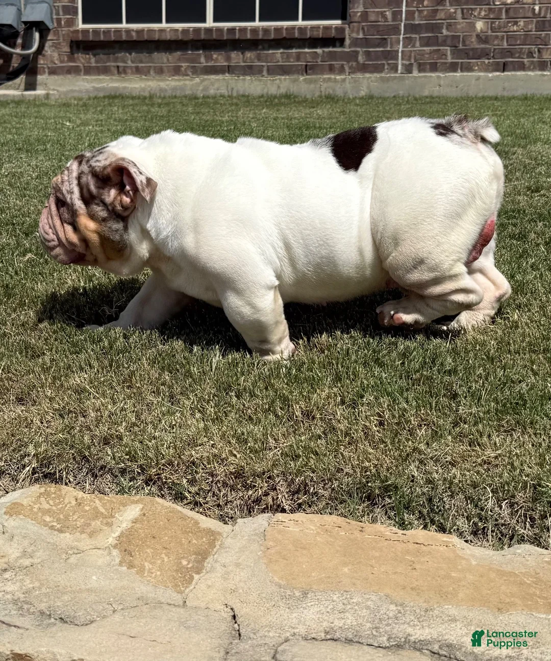 English Bulldog dogs for sale: Waffles - Ad 8