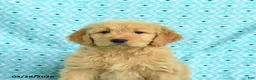 Goldendoodle dogs for sale: Mitzy - Ad 3
