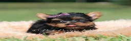 Yorkshire Terrier dogs for sale: Sugar Plum - Ad 5