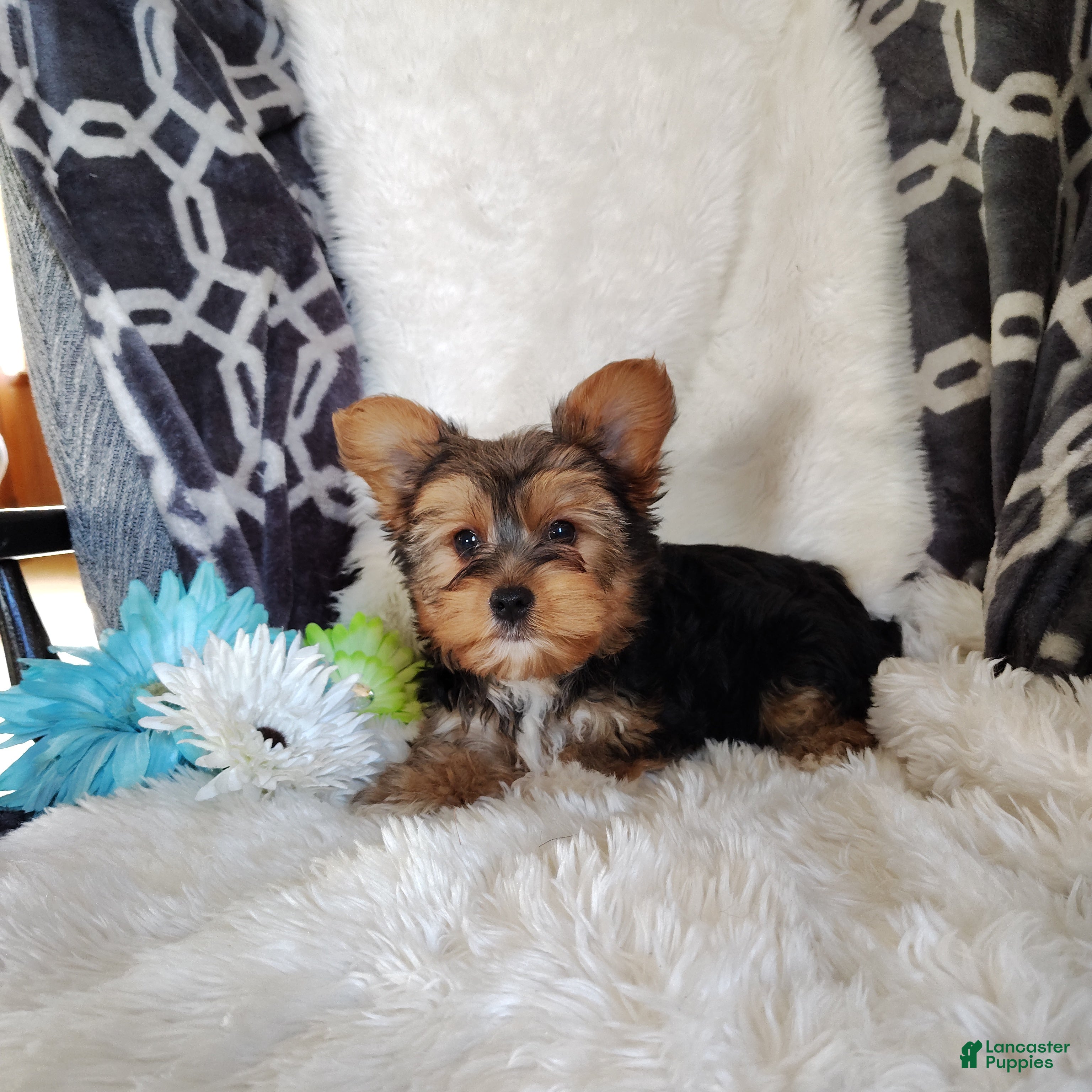 Yorkshire Terrier dogs Bowie - Ad 2