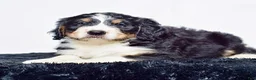Bernedoodle dogs for sale: Mr. Howie - Ad 3