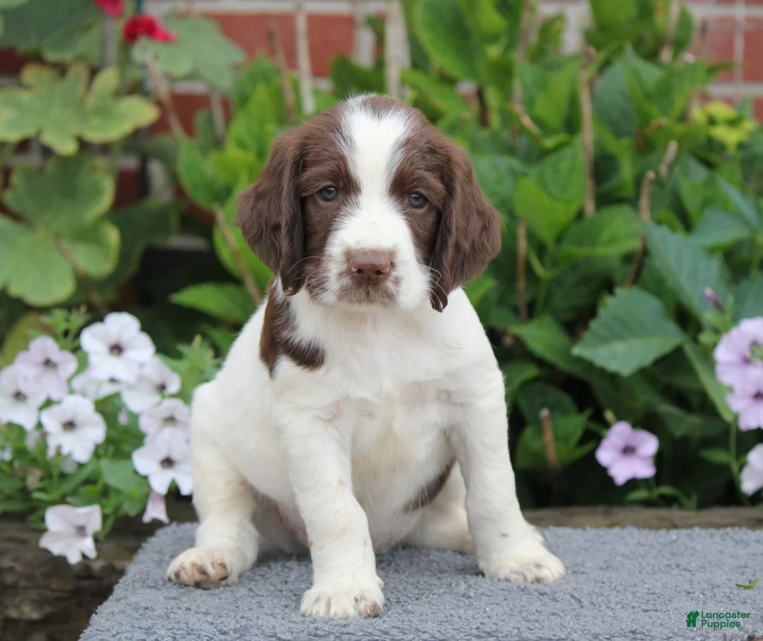 English Springer Spaniel dogs for sale: Trooper - Ad 1