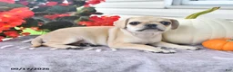Puggle dogs for sale: Autumn - Ad 1