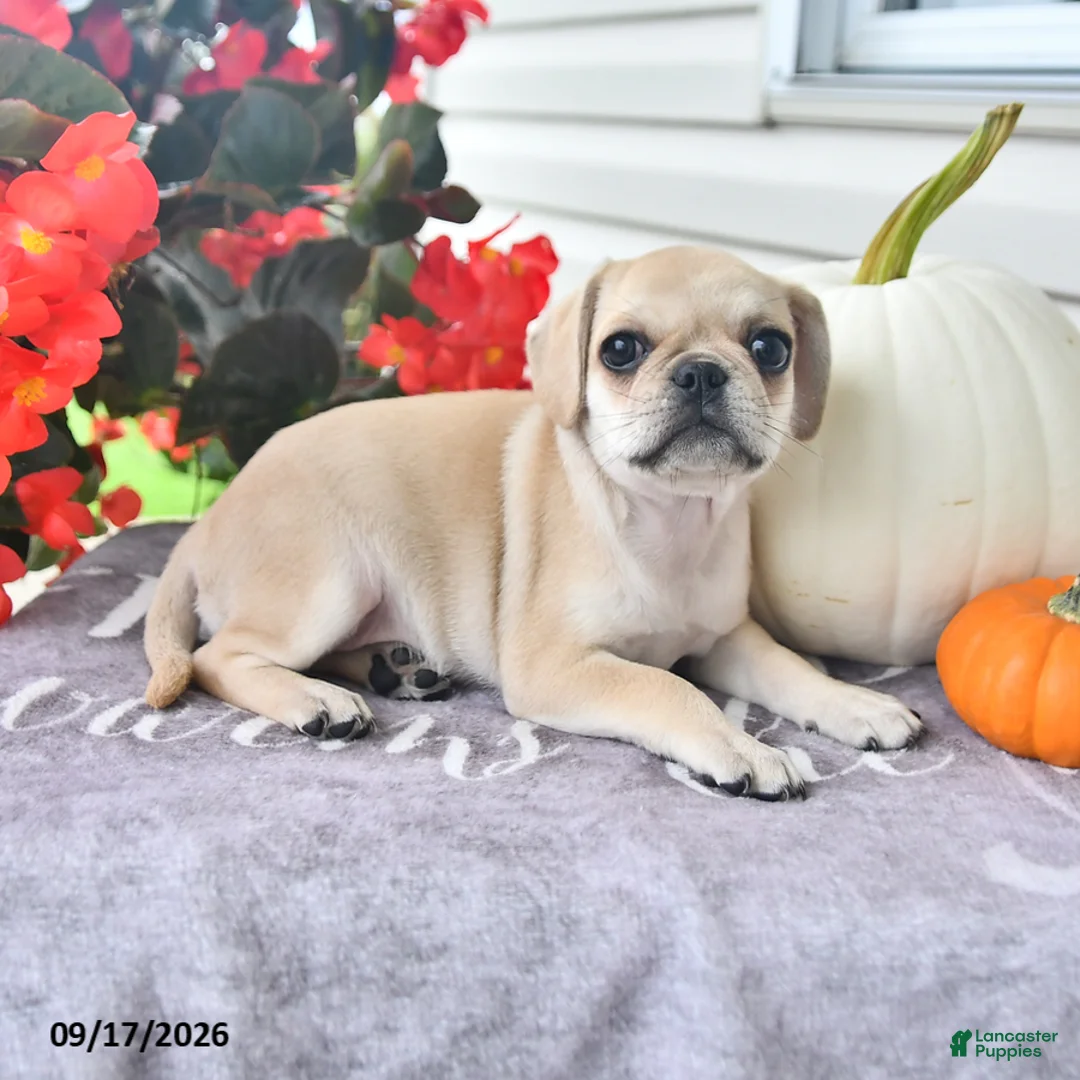 Puggle dogs for sale: Autumn - Ad 1