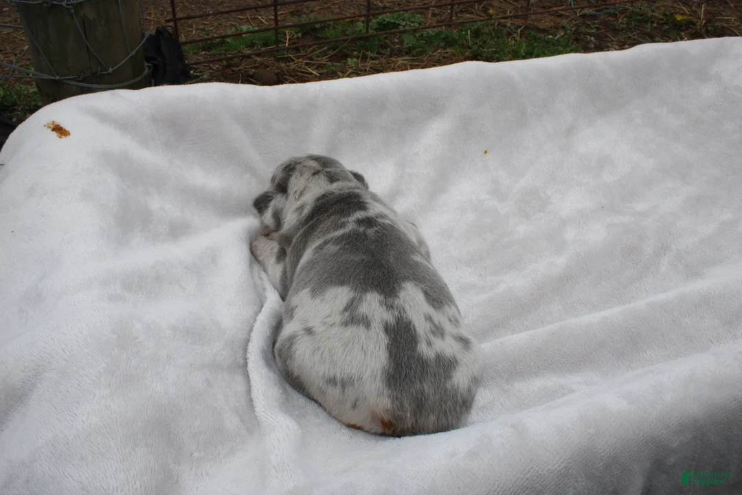 Frenchton dogs for sale: Archie - Ad 7