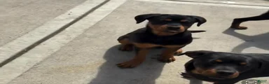 Rottweiler Puppy 1