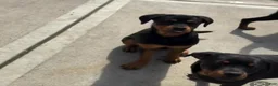 Rottweiler dogs for sale: Rottweiler Puppy 1 - Ad 1