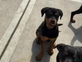 Rottweiler dogs Rottweiler Puppy 1 - Ad 15