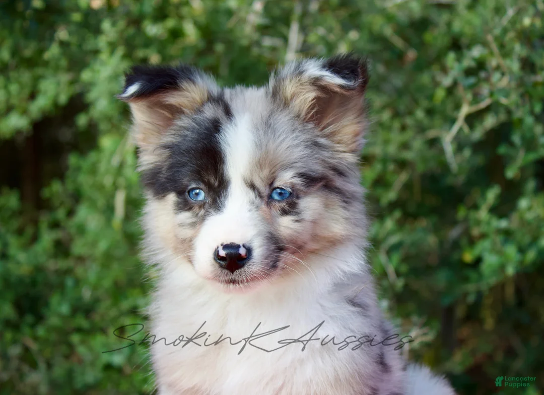 Australian Shepherd dogs for sale: Jessie - Ad 1