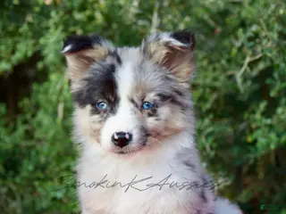 Australian Shepherd dogs Jessie - Ad 24