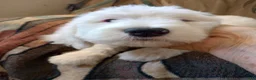 Sheepadoodle dogs for sale: Blessing!! - Ad 20