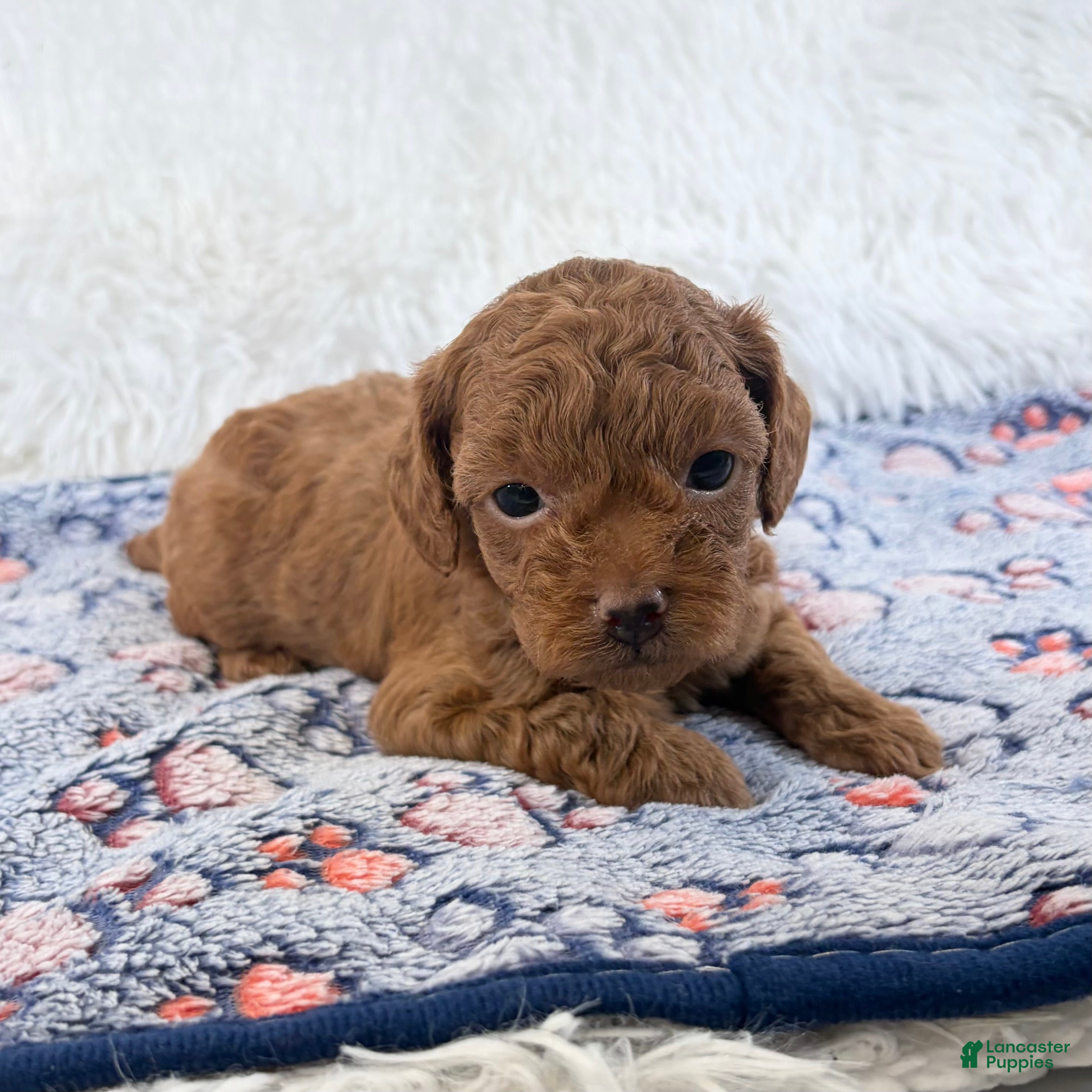 Shihpoo dogs for sale: Chloe F1B Shihpoo  - Ad 2