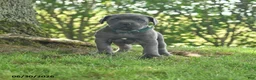 Cane Corso dogs for sale: Rancho - Ad 1