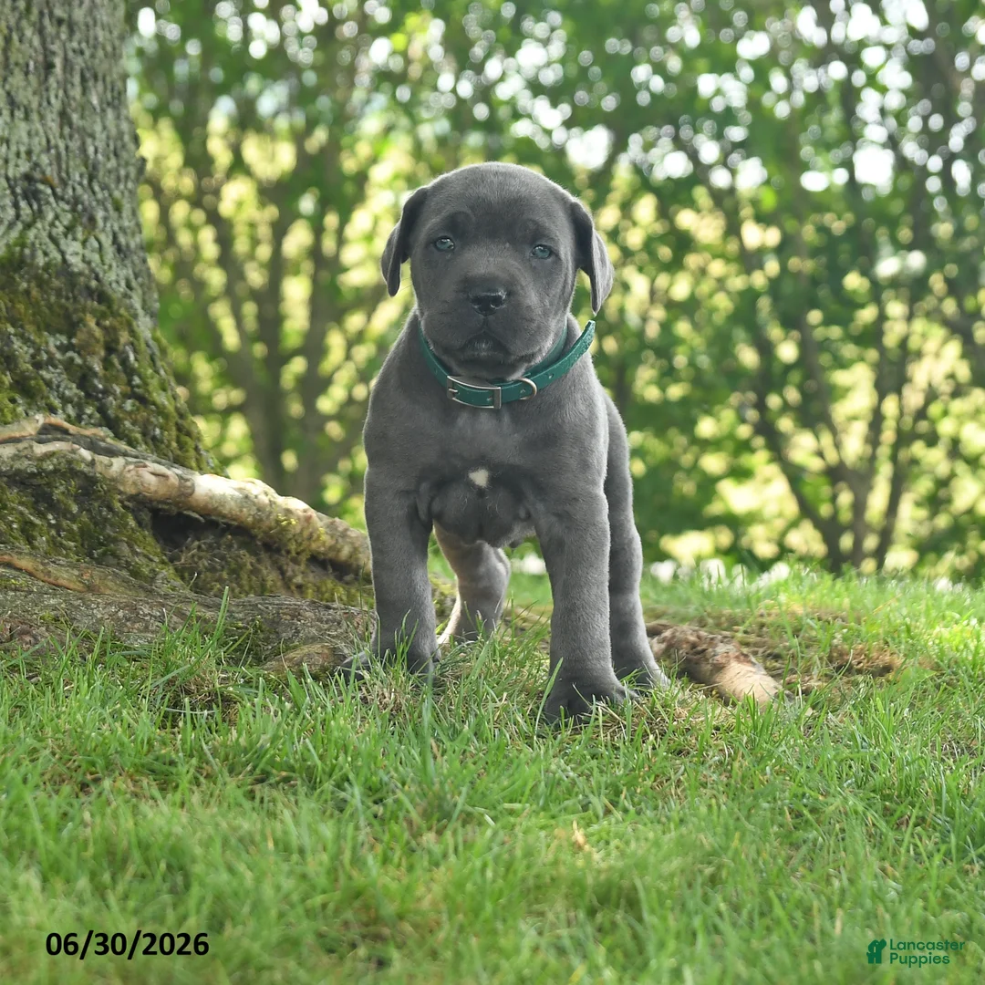 Cane Corso dogs for sale: Rancho - Ad 1