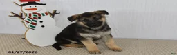 German Shepherd dogs for sale: Spike - Ad 3