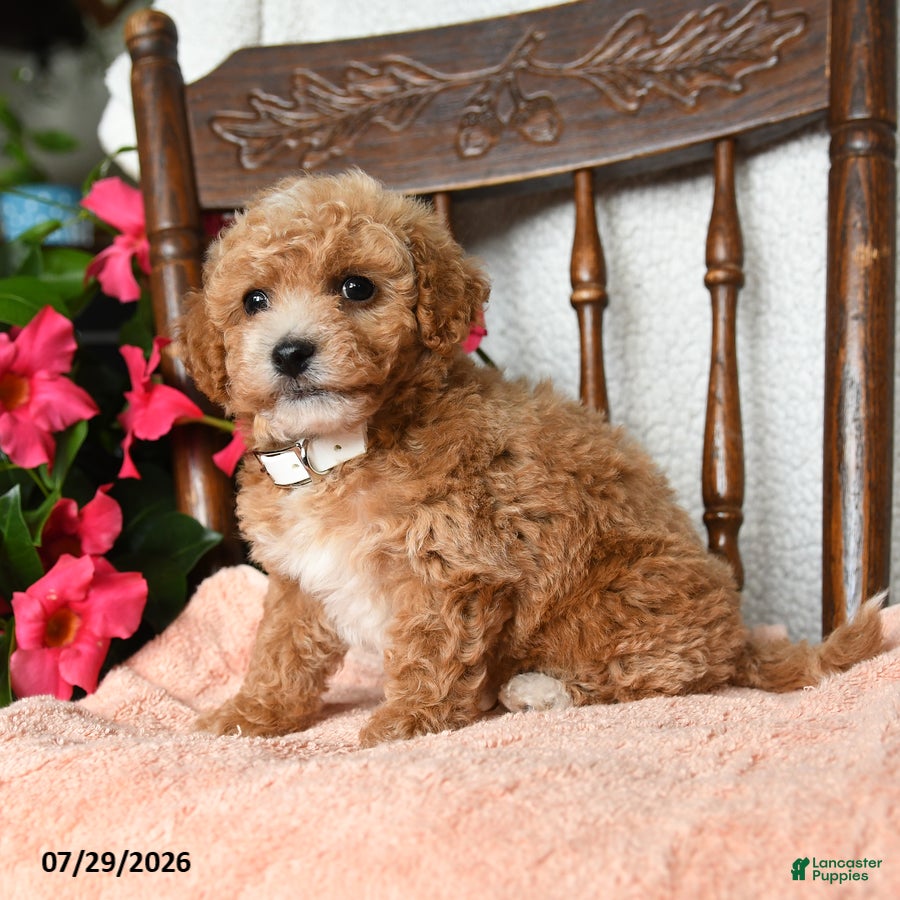 Bichpoo dogs Jerry - Ad 1