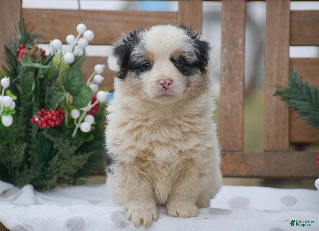 Welsh Corgi Pembroke dogs for sale: Maffin - Ad 7