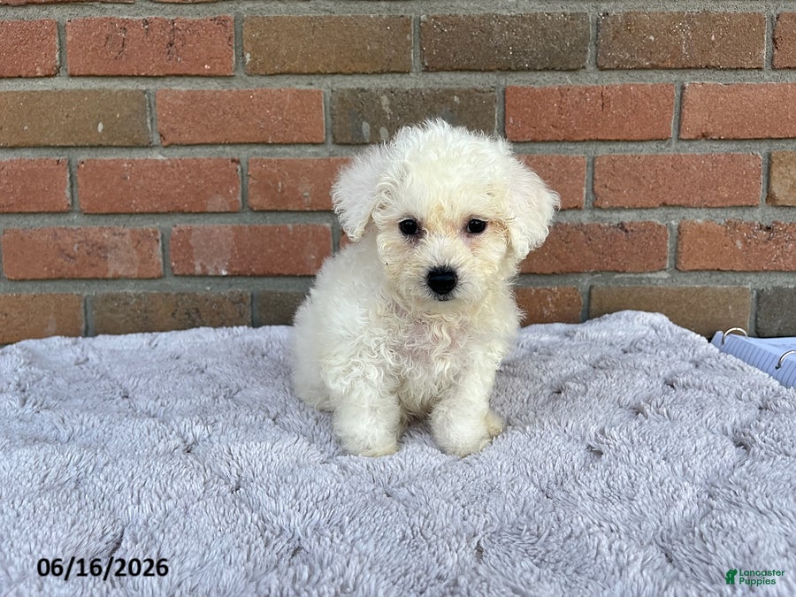 Bichon Frise dogs Suzy - Ad 2