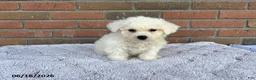 Bichon Frise dogs for sale: Suzy - Ad 2