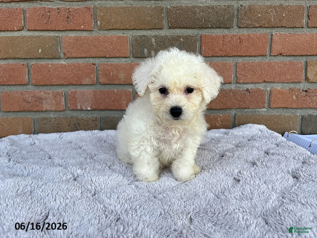Bichon Frise dogs for sale: Suzy - Ad 2